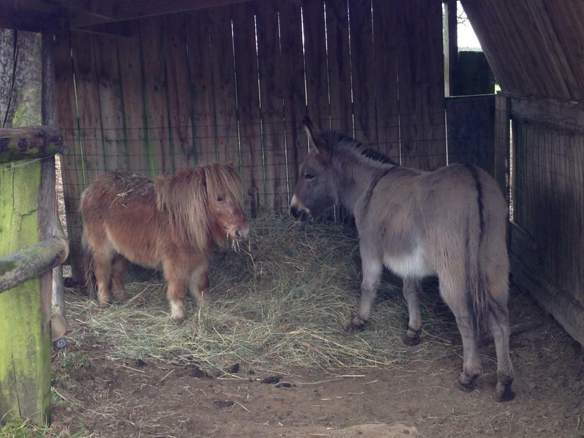 Haras De La Croix D'Argent Bed & Breakfast Saint-Sauveur-de-Carrouges Ngoại thất bức ảnh